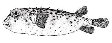 Chilomycterus reticulatus_claves.jpg